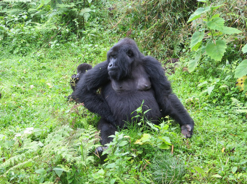 The Mane Tours Ltd.-Ruhengeri必去景点
