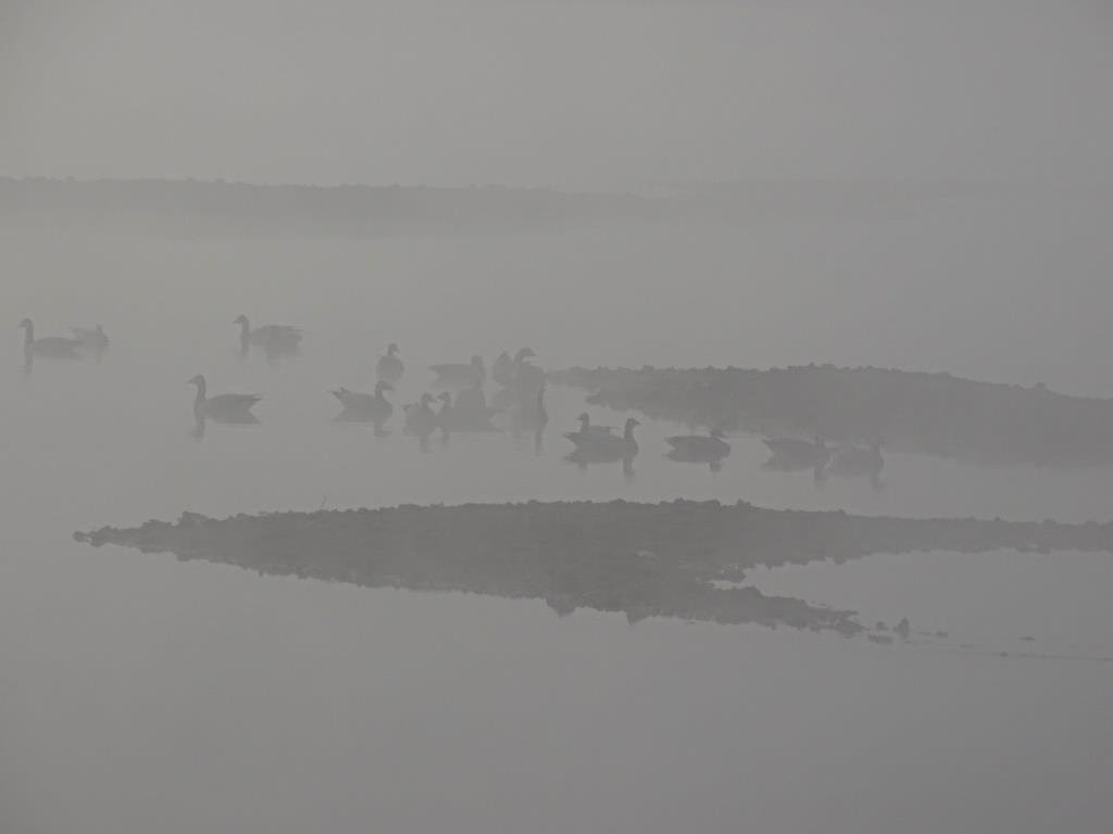 National Chambal Sanctuary NCS-阿格拉必去景点