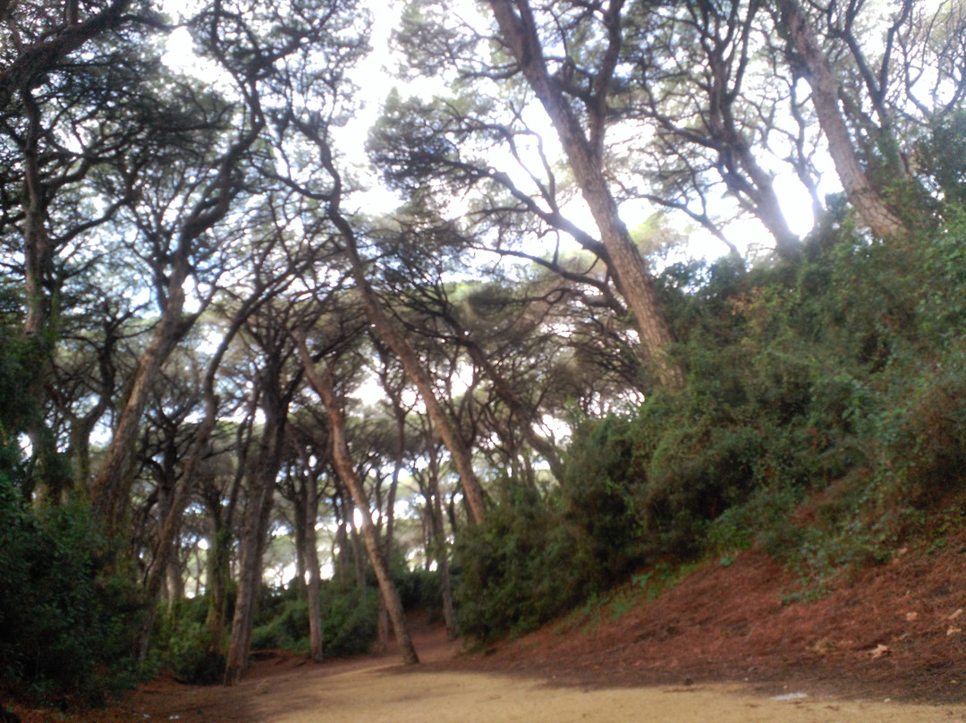 Parque de las Canteras-Puerto Real必去景点