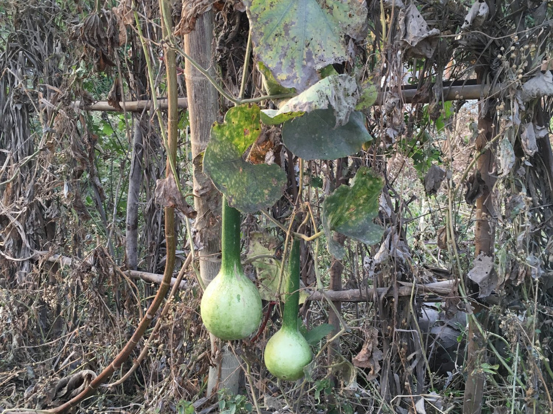 Belghar Nature Camp景点图片