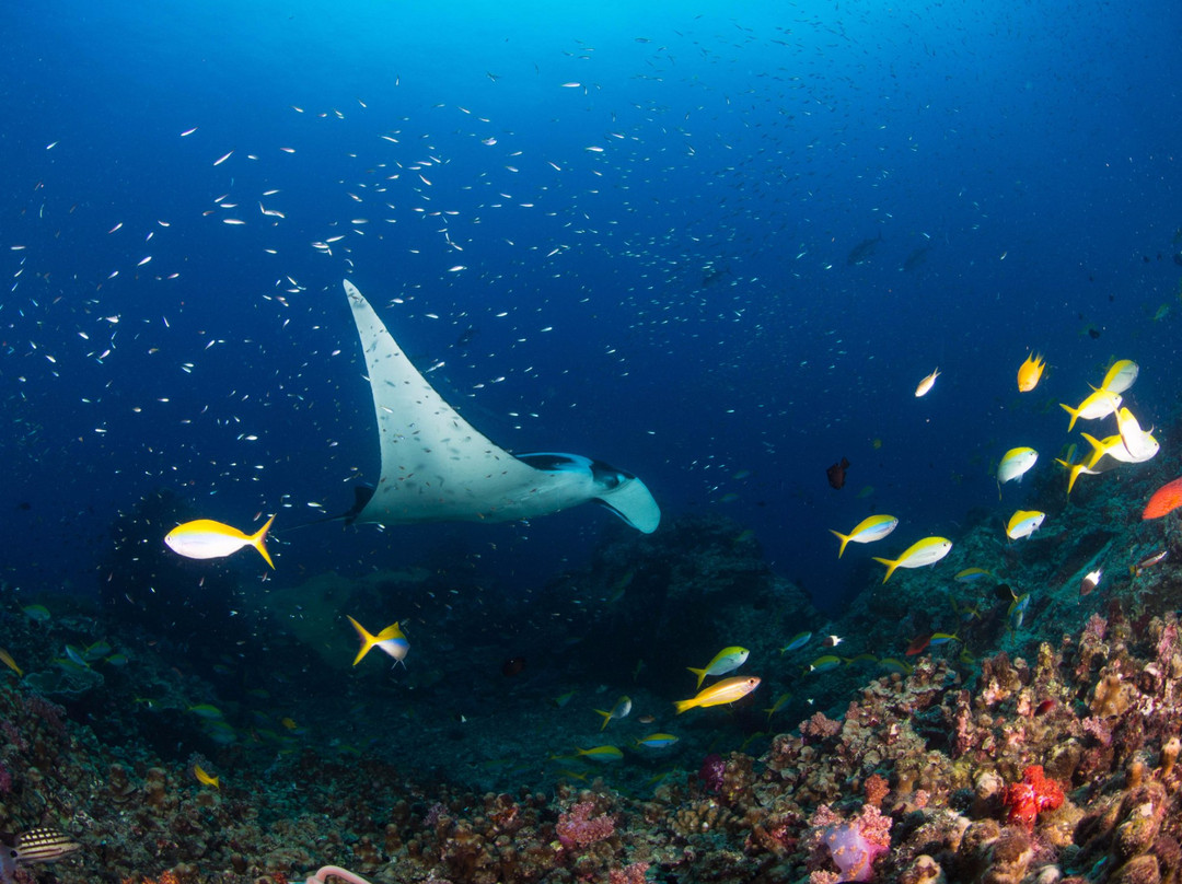 Trang Scuba Diving景点图片