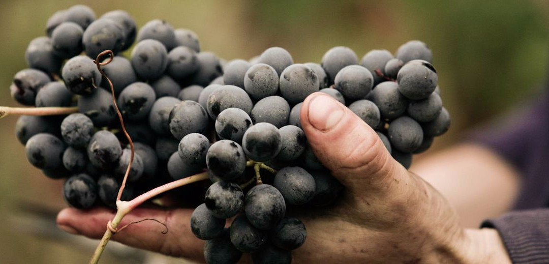 Vincenzo Bossotti Vignaiolo景点图片