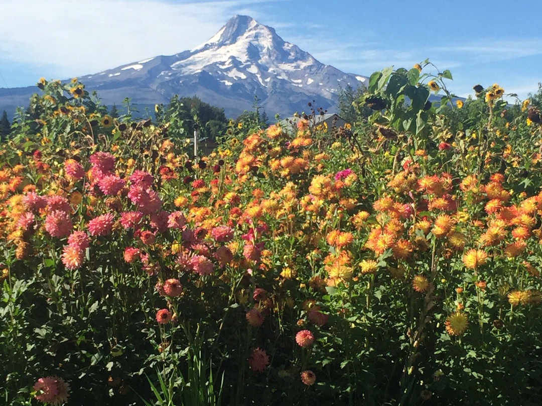 Draper Girls Country Farm-Parkdale必去景点