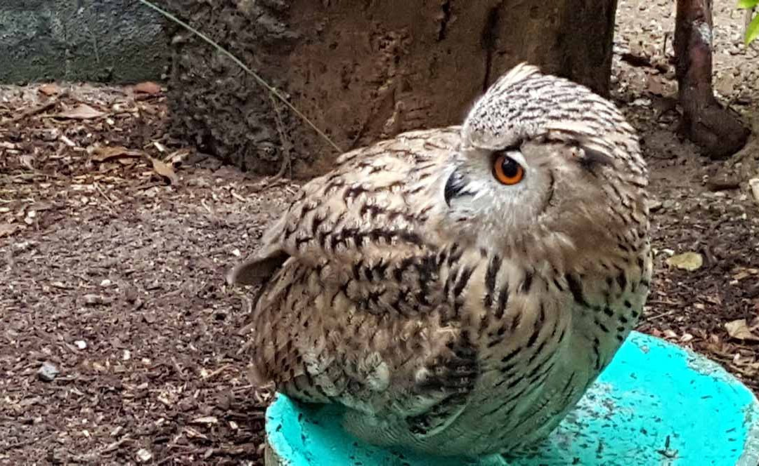 Solinger Vogel- und Tierpark景点图片