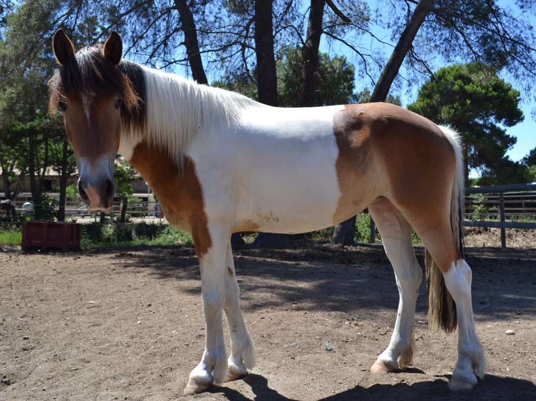 Centre équestre des Pyramides-拉格朗德默特必去景点