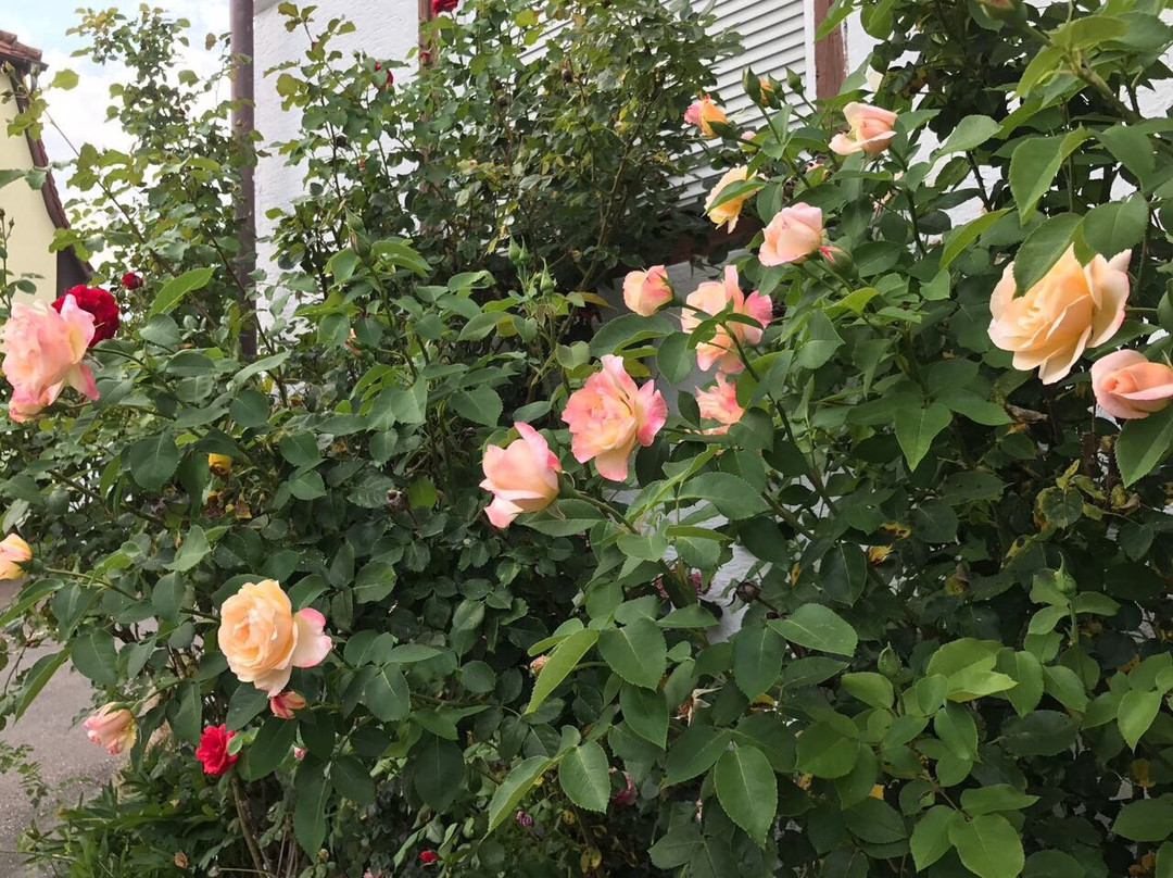 Landhaus Koehle主图