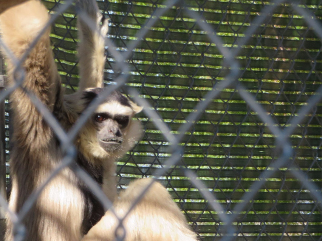 Gibbon Conservation Center景点图片