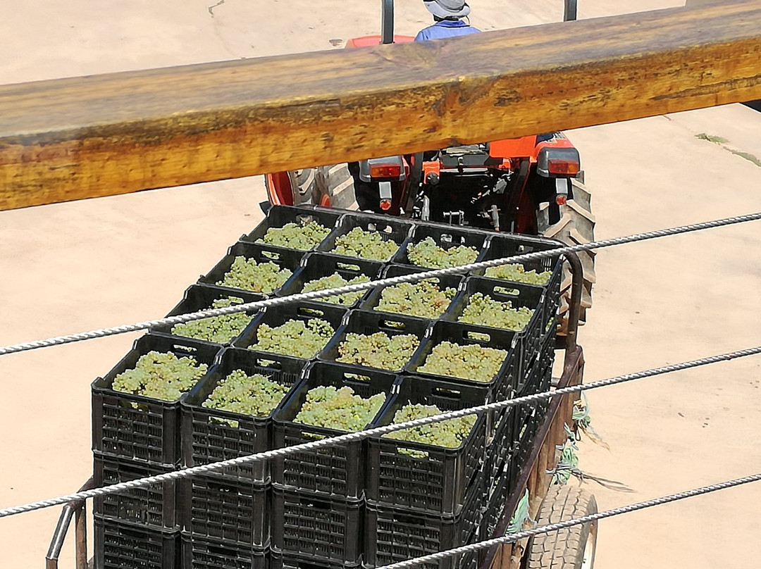 Elgin Ridge Wines-Elgin必去景点