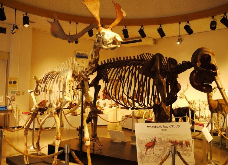 Kuzuu Fossil Museum-佐野市必去景点