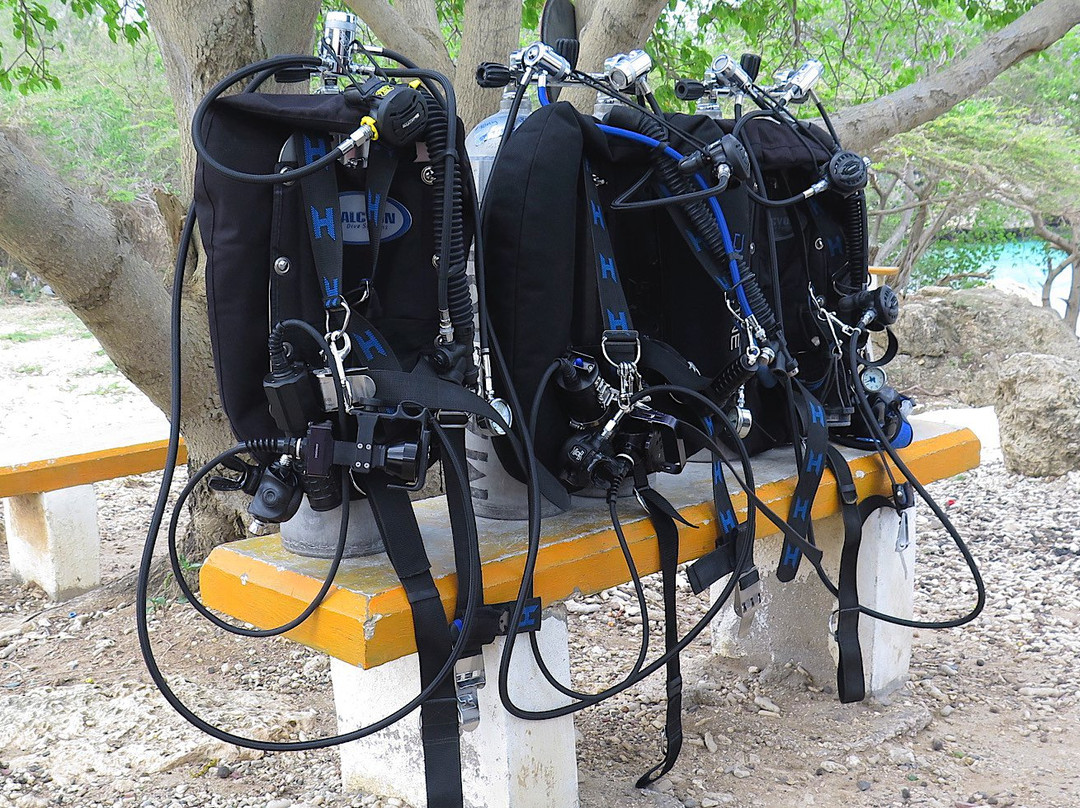 Diving Blues-威廉斯塔德必去景点