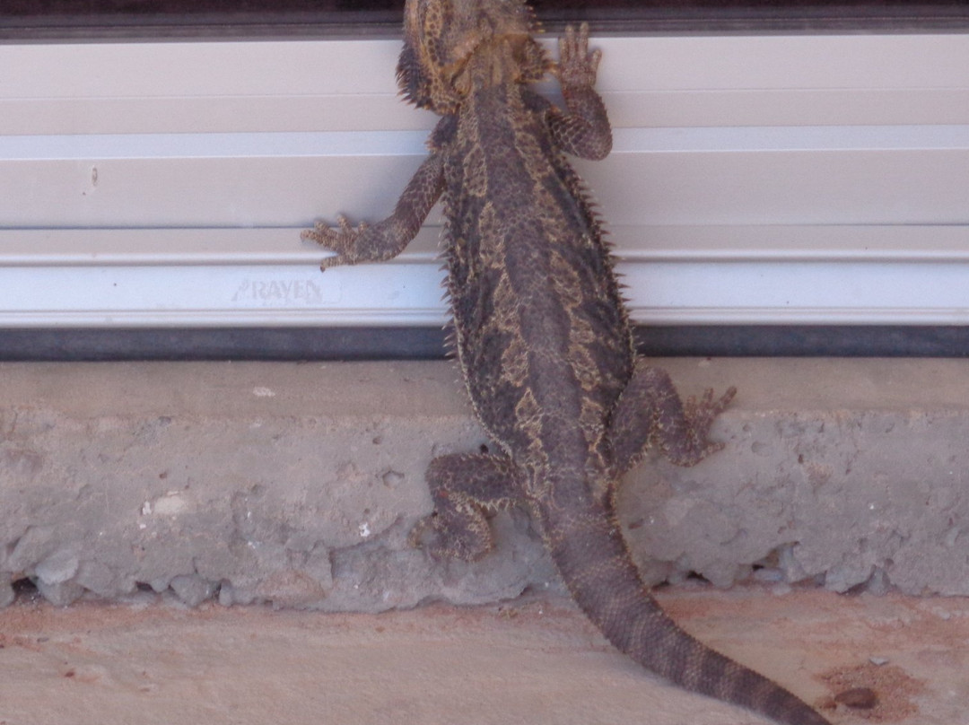 Coober Pedy Opal Fields Golf Course-库伯佩迪必去景点