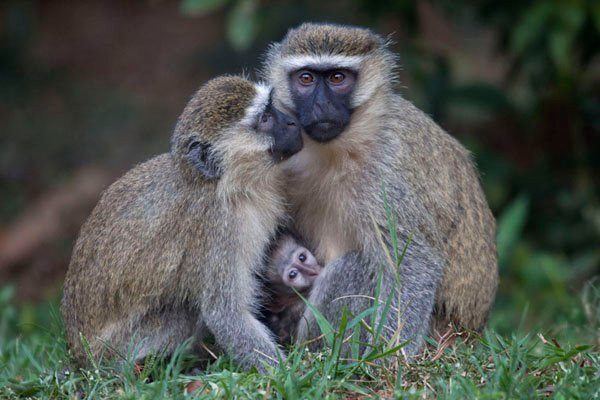 Orchids Village主图