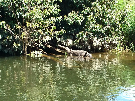 Crocodile Express Daintree River Cruises-Daintree必去景点