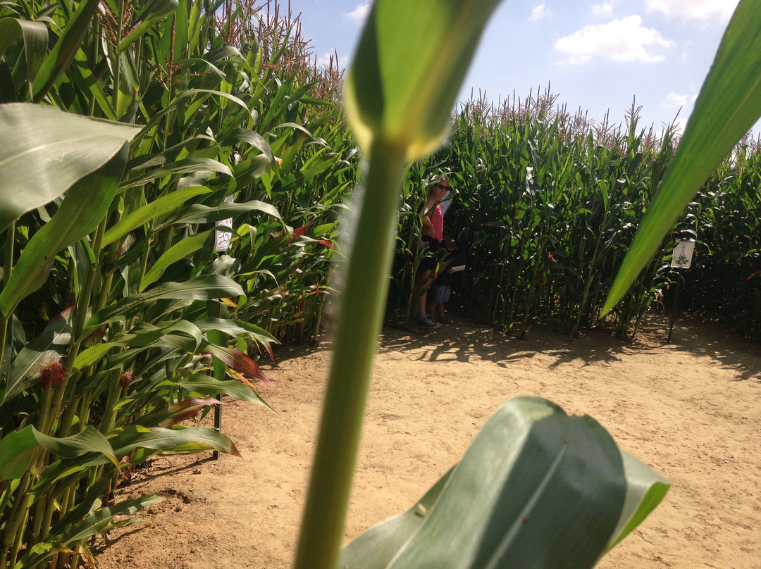 Le Labymais de la Brie