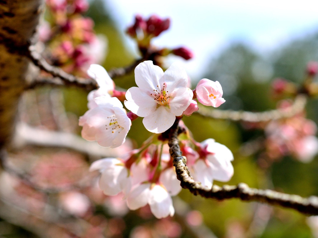 Hiokayama Park-加古川市必去景点