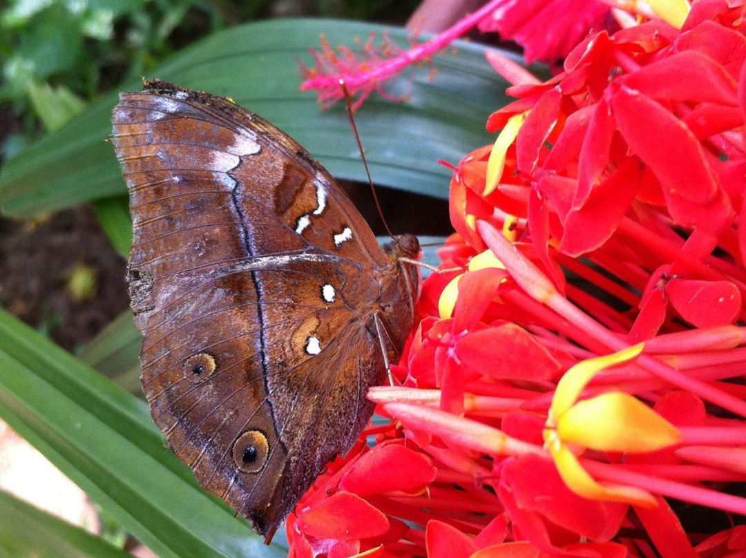 Gita Persada Butterfly Park-班达楠榜必去景点