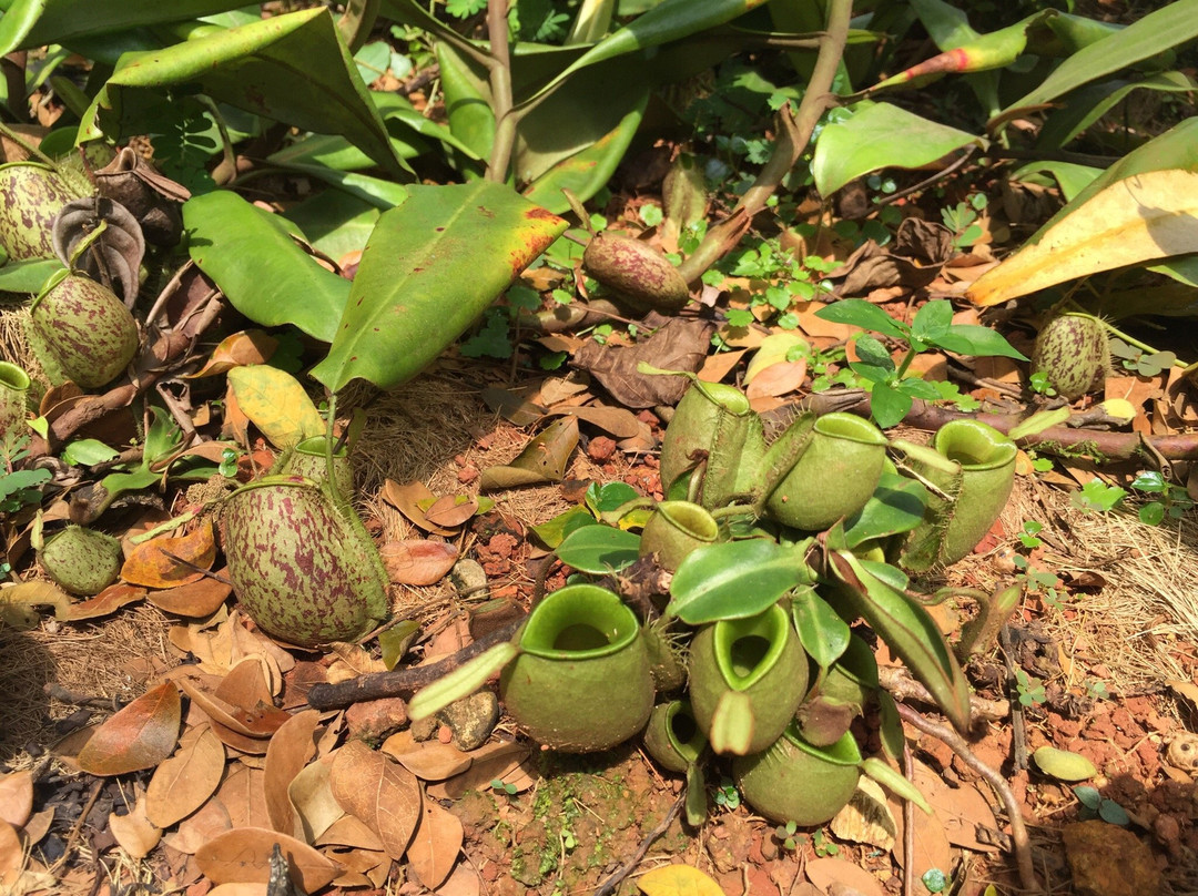 Pitcher Plants Garden-古晋必去景点
