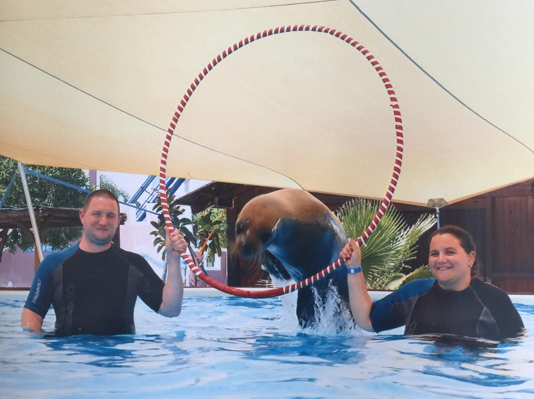 Swim With Sea Lions-夸尔泰拉必去景点