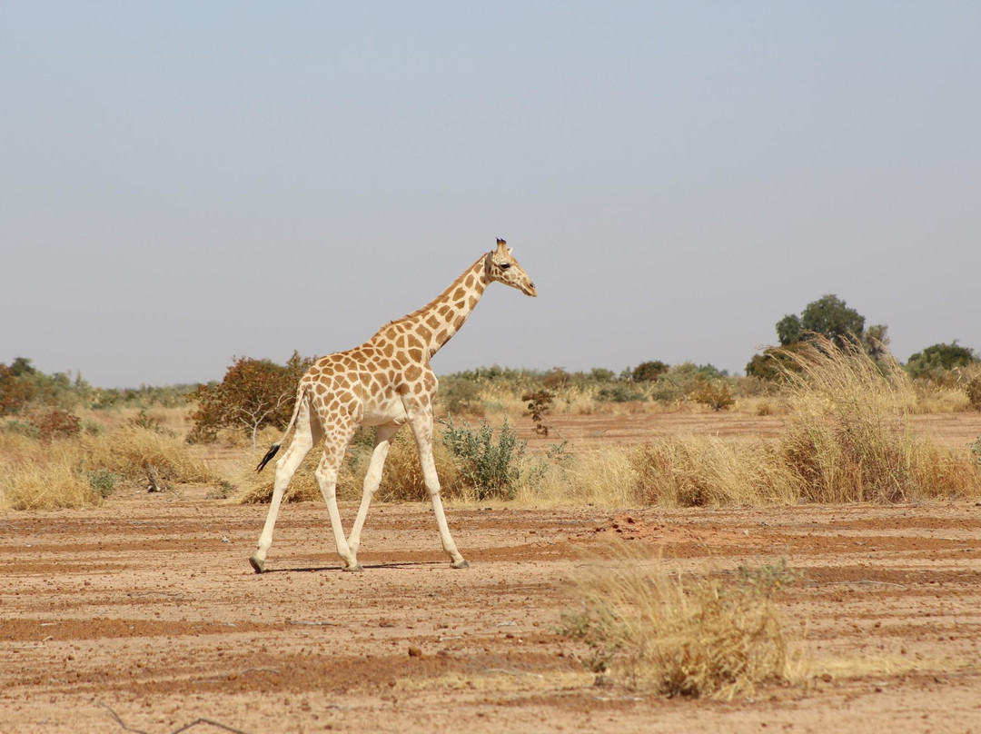 Koure Giraffe Reserve