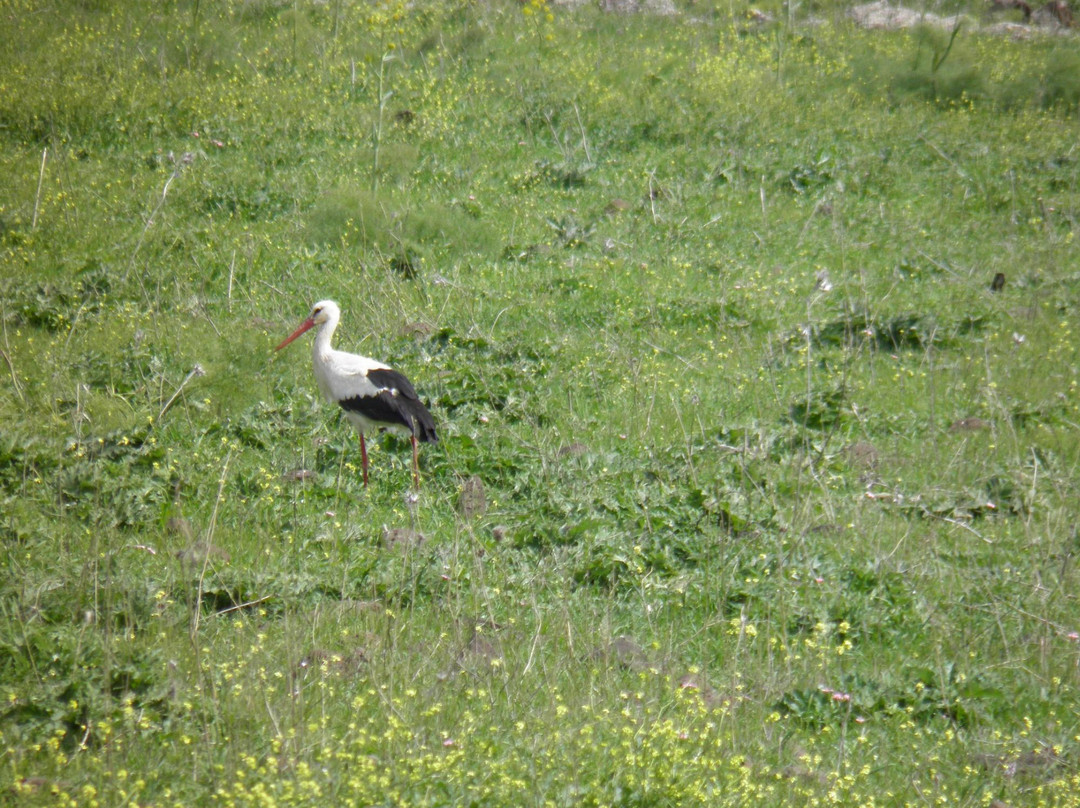 Birchat Meshushim-Merom Golan必去景点