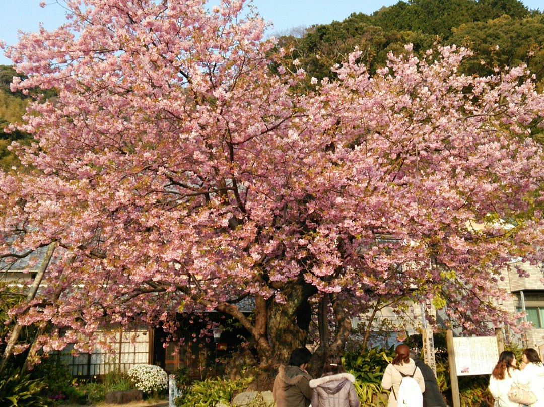 Kawazuhama Onsen景点图片