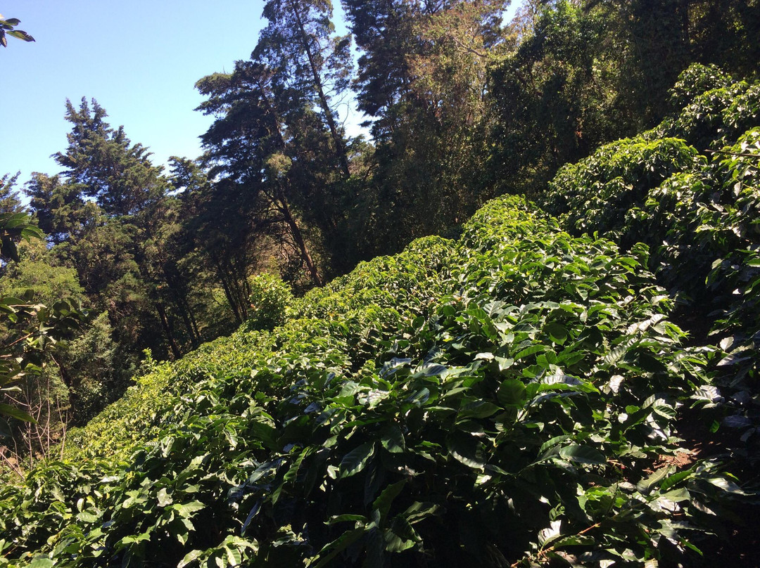 Life Monteverde-Los Tornos必去景点