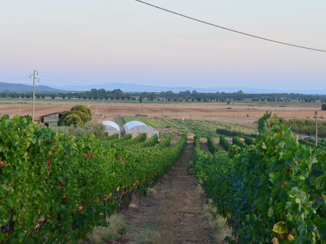 Azienda Agricola La Magia景点图片