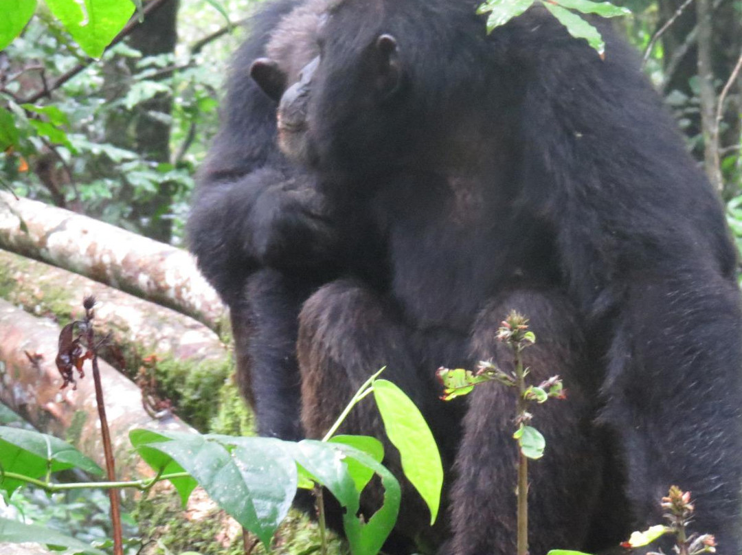 Love Uganda Safaris-坎帕拉必去景点