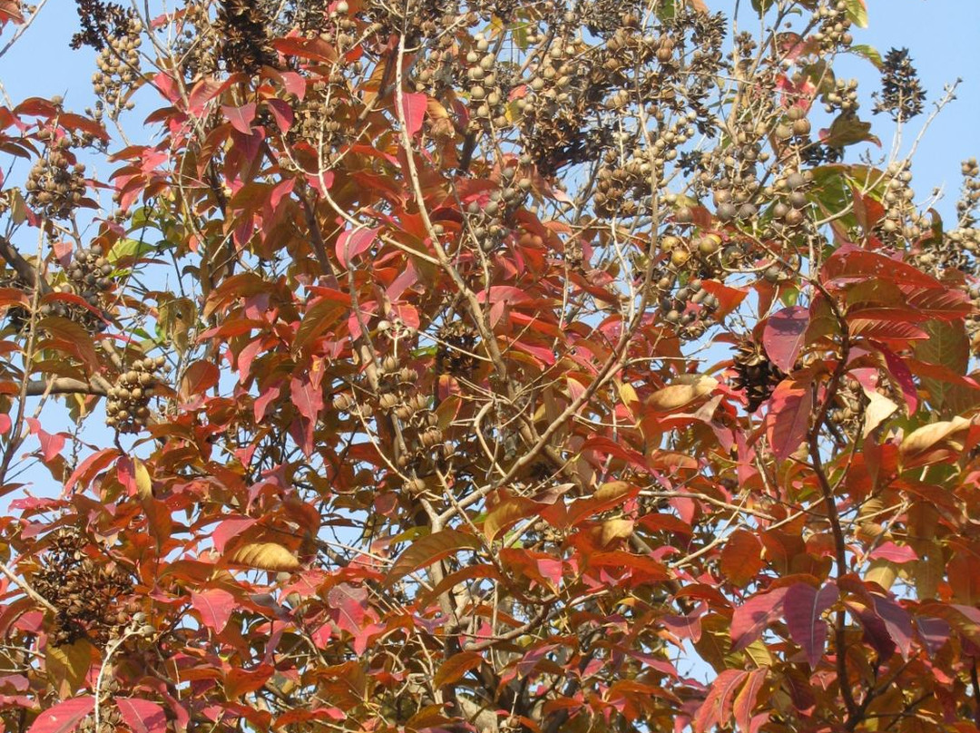 Leisure Valley-昌迪加必去景点