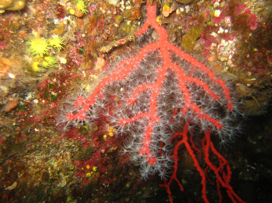 Lipari Diving Center-利帕里必去景点