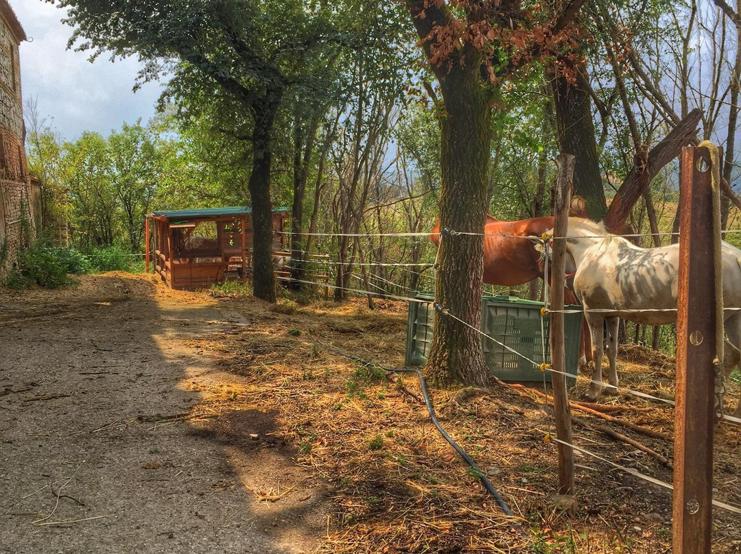 ASD Il Destriero-Buonconvento必去景点