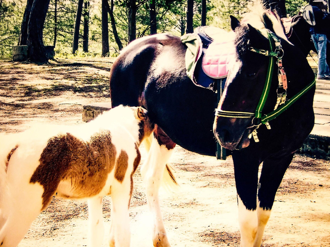 Dinh 1 Da Lat-大勒必去景点