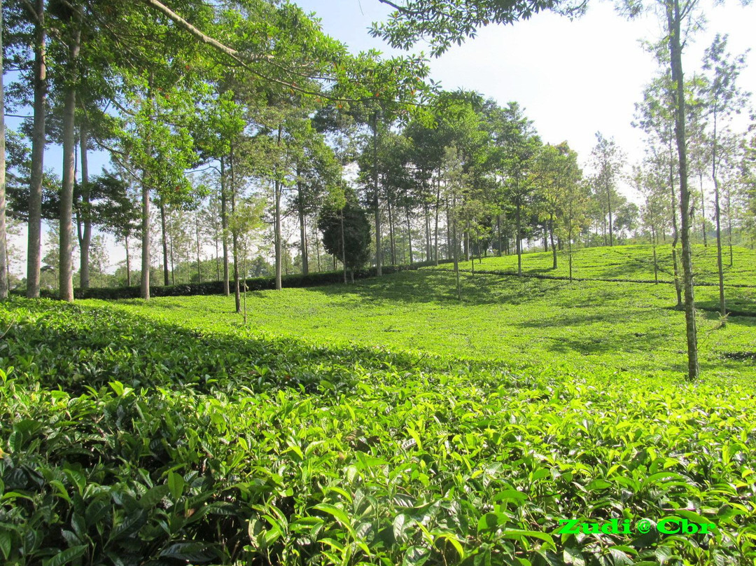 Tanjung Sari Tea Garden景点图片