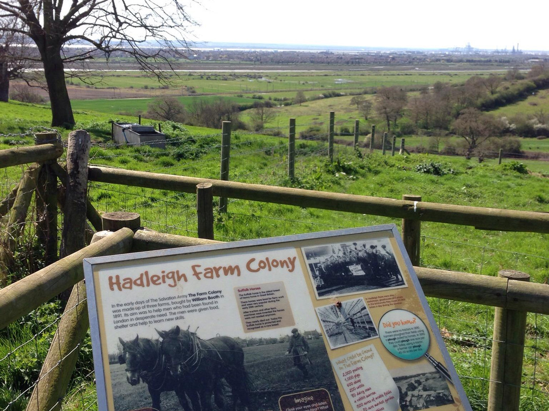 Hadleigh Farm - Rare Breeds Centre景点图片