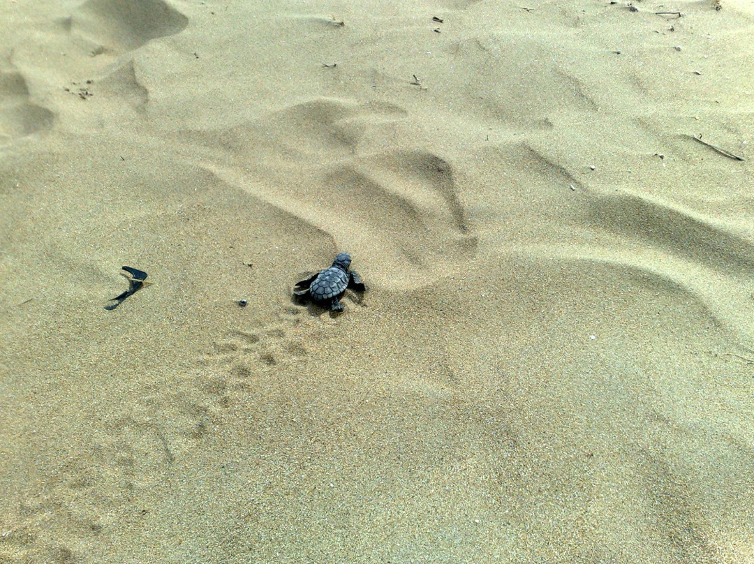 Megali Ammos Beach-Minia必去景点