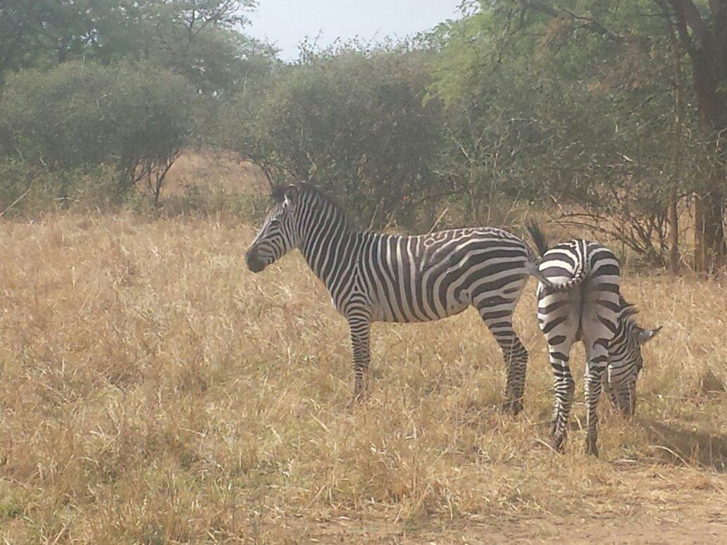 Parays Game Ranch-卢萨卡必去景点