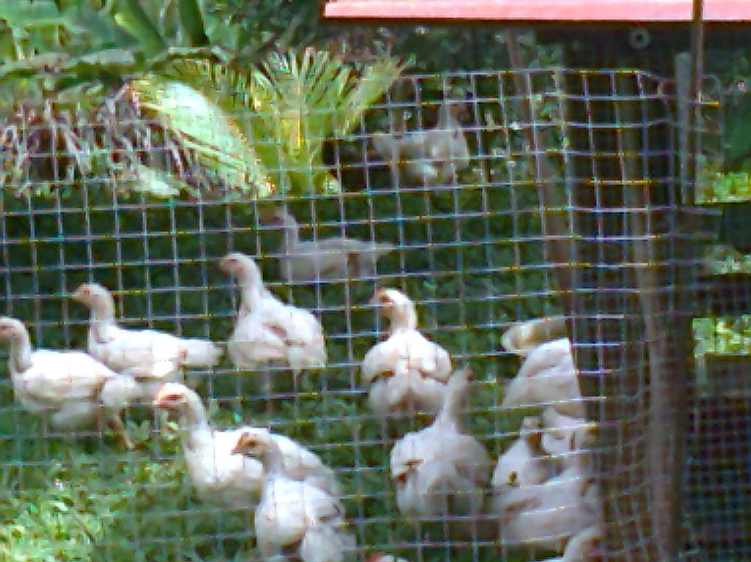 Finca Paraiso景点图片