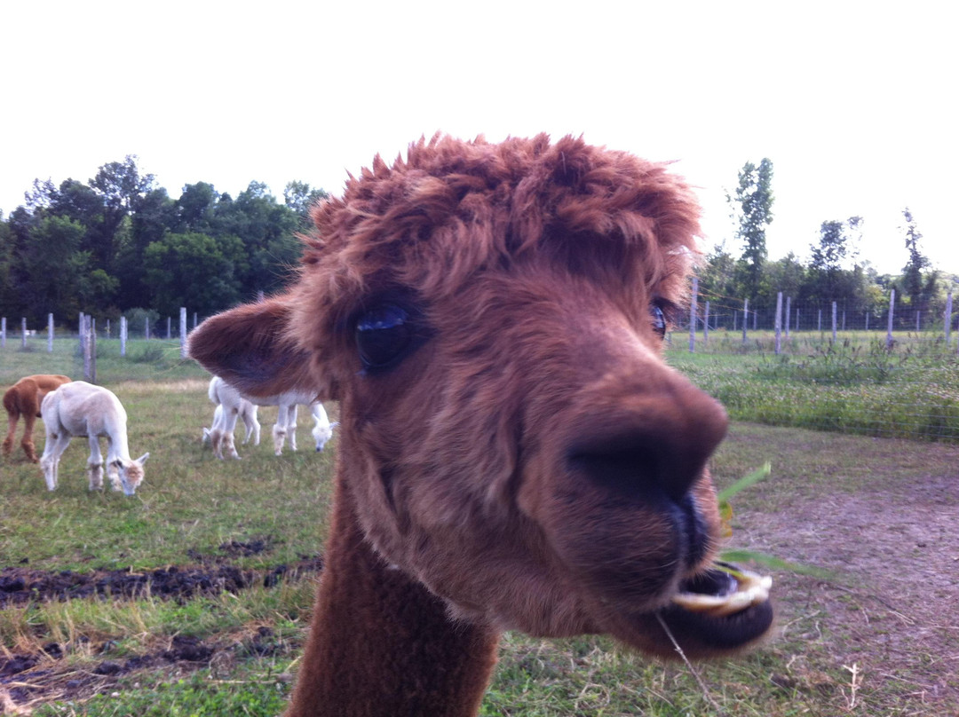 Alpagas Brise Des Champs-Mirabel必去景点