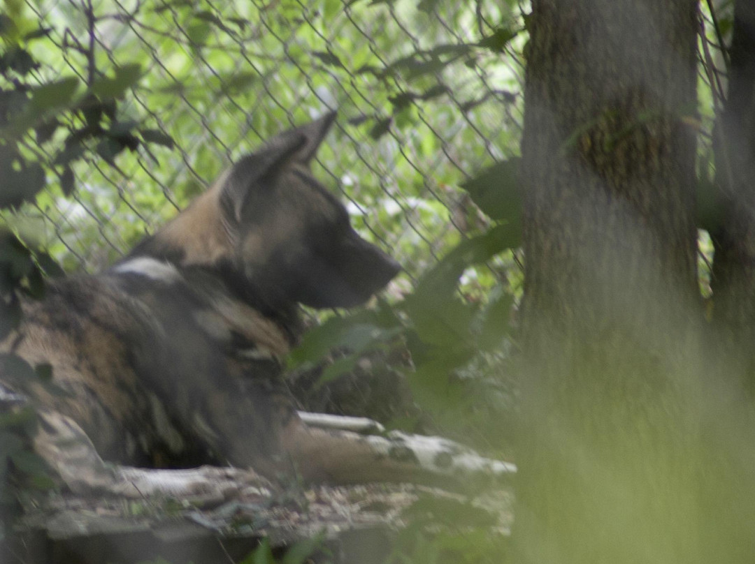Endangered Wolf Center-Eureka必去景点