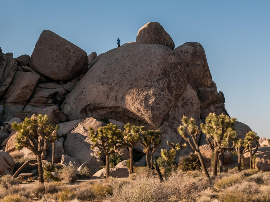 Cap Rock Trail-约书亚树国家公园必去景点