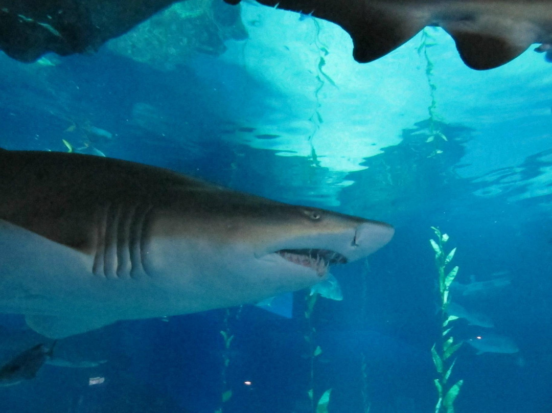 釜山水族馆-釜山必去景点