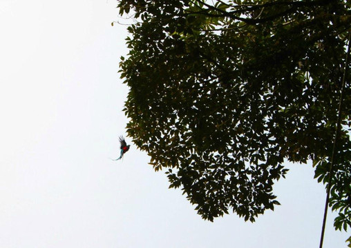 Monteverde Wildlife  Tour-圣埃伦娜必去景点