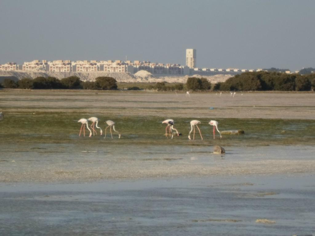 Al Thakhira Beach-Al Khor必去景点
