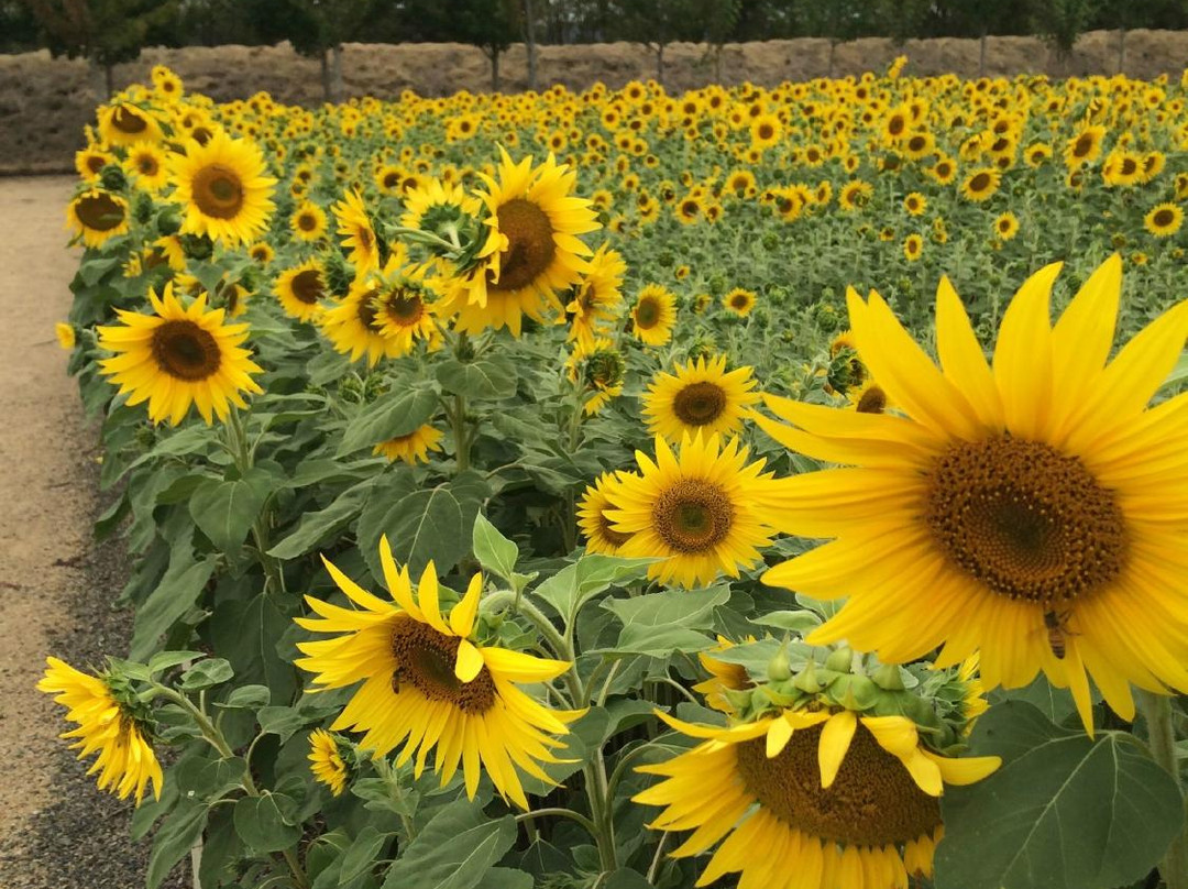 Alowyn Gardens-亚拉格林必去景点