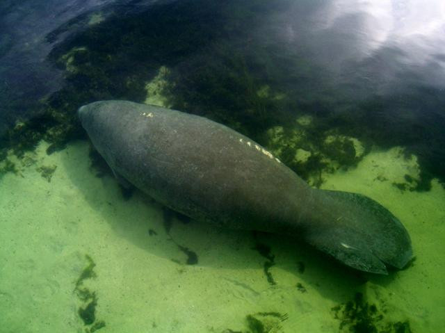 Majestic Manatee Tours - Day Tours-克里斯特尔里弗必去景点