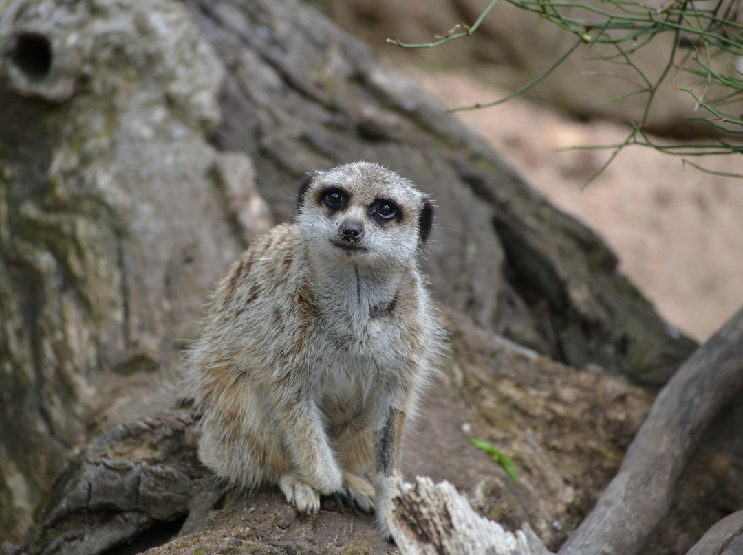 墨尔本动物园-墨尔本必去景点