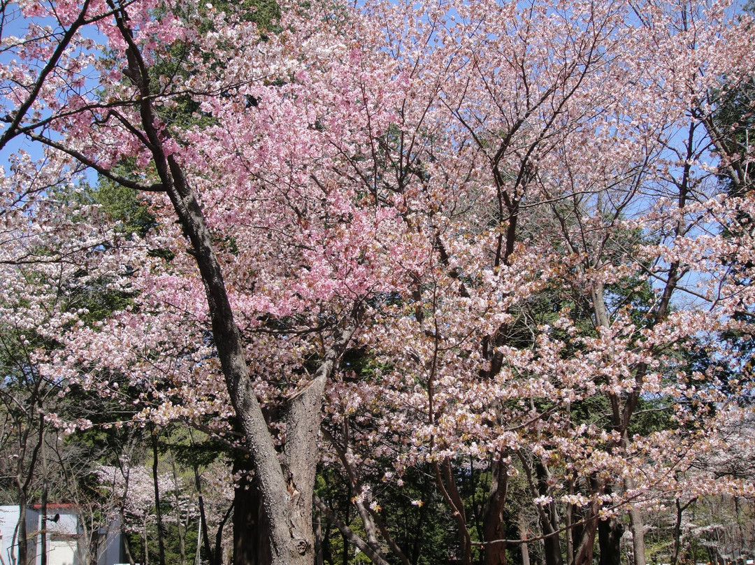 圆山公园-札幌市必去景点