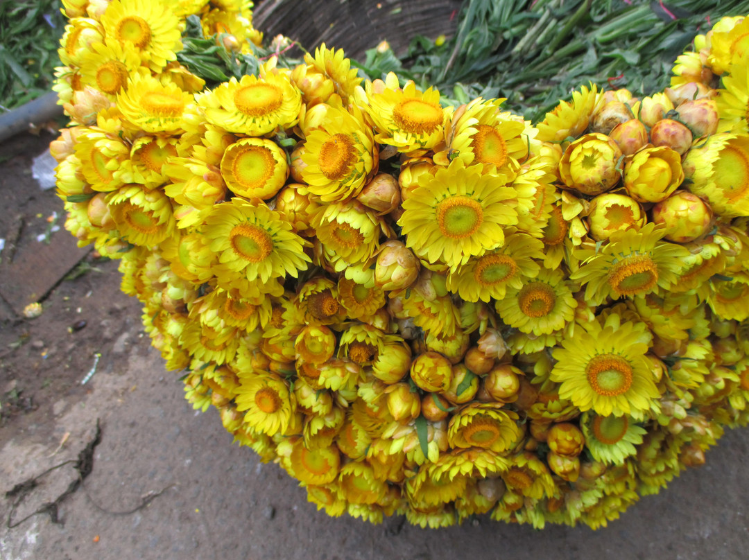 Government Botanical Garden景点图片