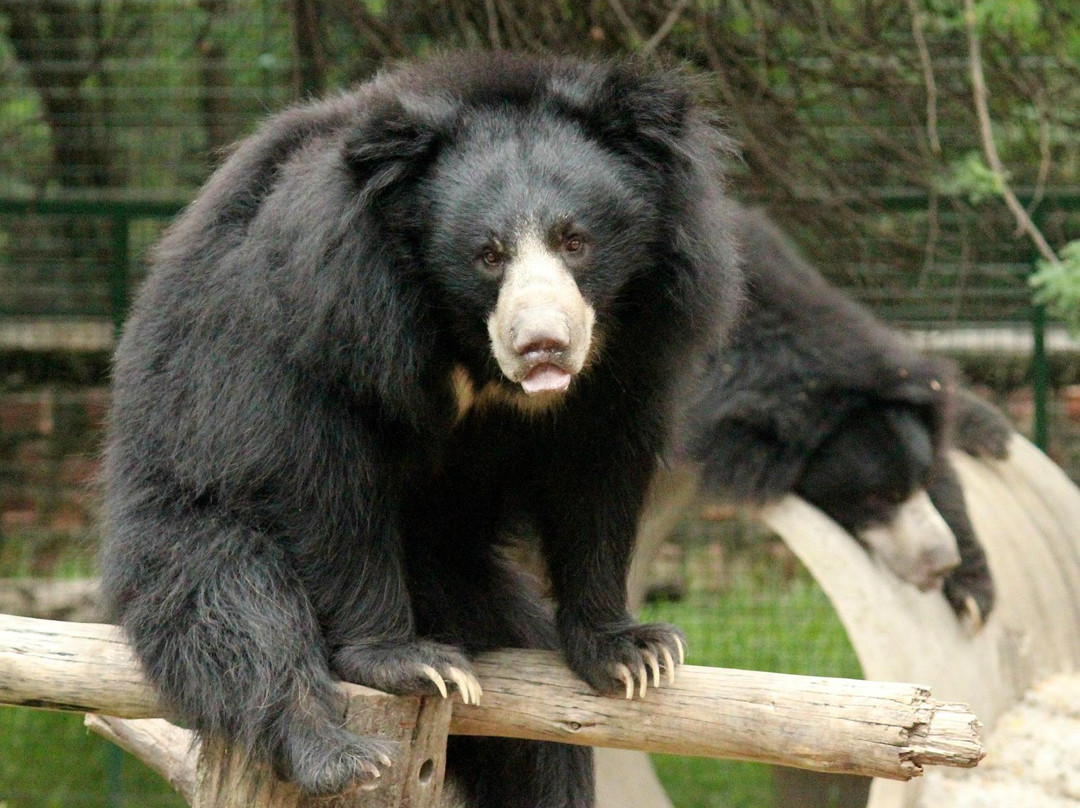 Wildlife Sos景点图片