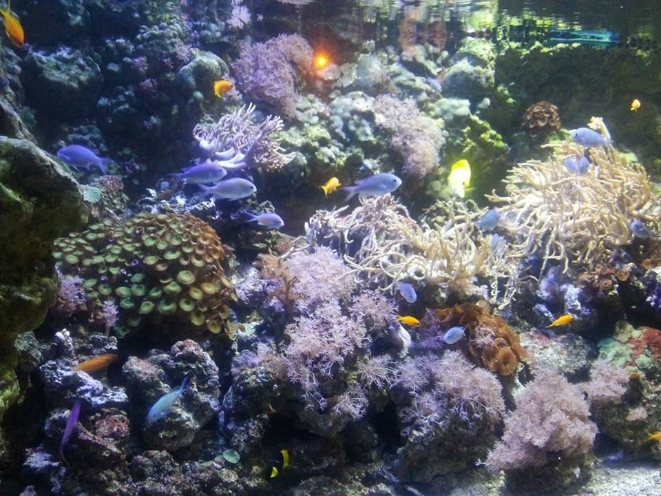 Gardaland SEA LIFE Aquarium景点图片